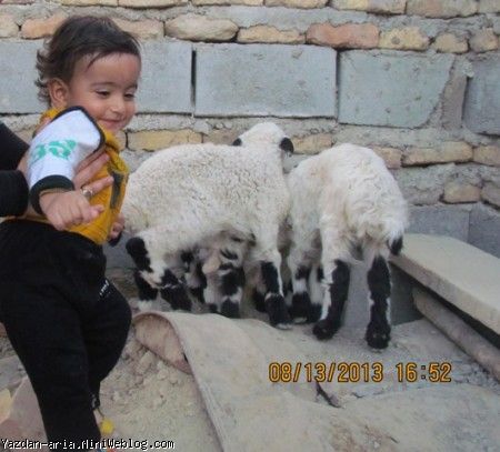 یزدان و ببعی ها