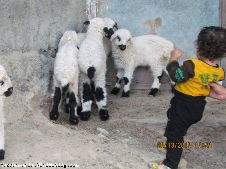 یزدان و ببعی ها