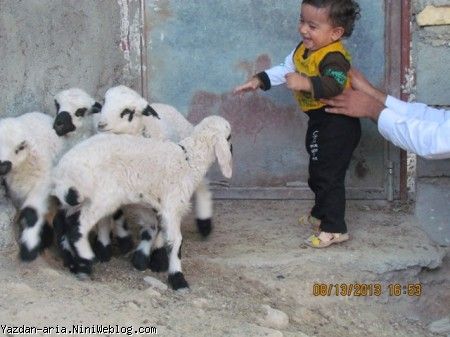 یزدان و ببعی ها