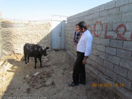 یزدان و گاوه