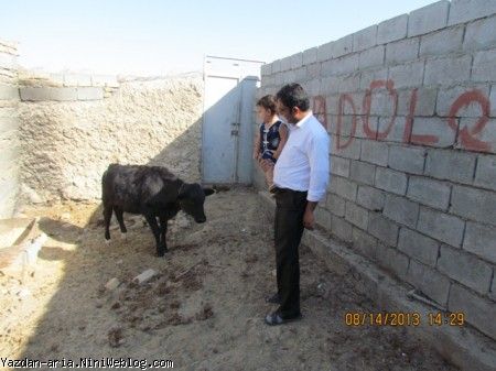یزدان و گاوه